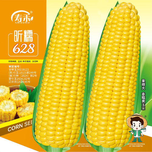 三保金黄糯甜糯 玉米种子黄色糯四季春季糯粘甜玉米种籽孑籽种黏