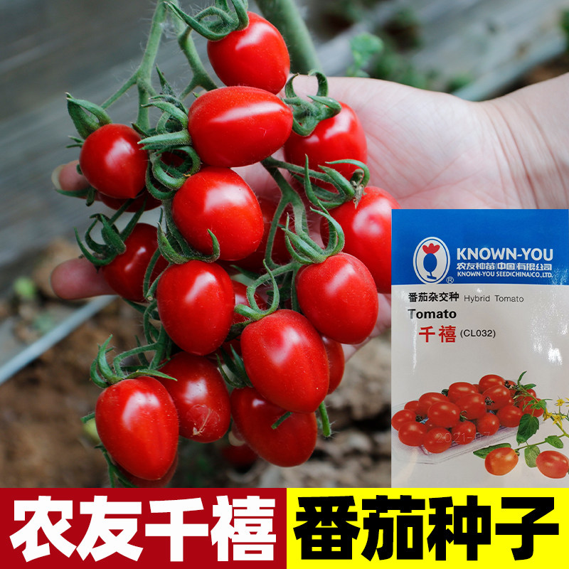 农友千禧圣女果种子小番茄四季西红柿蔬菜种籽孑超甜水果番茄种子