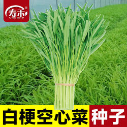 白梗空心菜种子通心菜柳叶种籽南方博白四季籽种蔬菜孑菜籽水上通