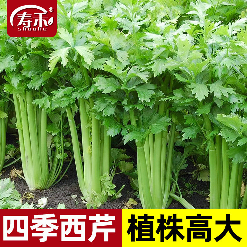 美国西芹种子种籽苗芹菜苗幼苗蔬菜孑秧老品种秧苗苗子根苗批发