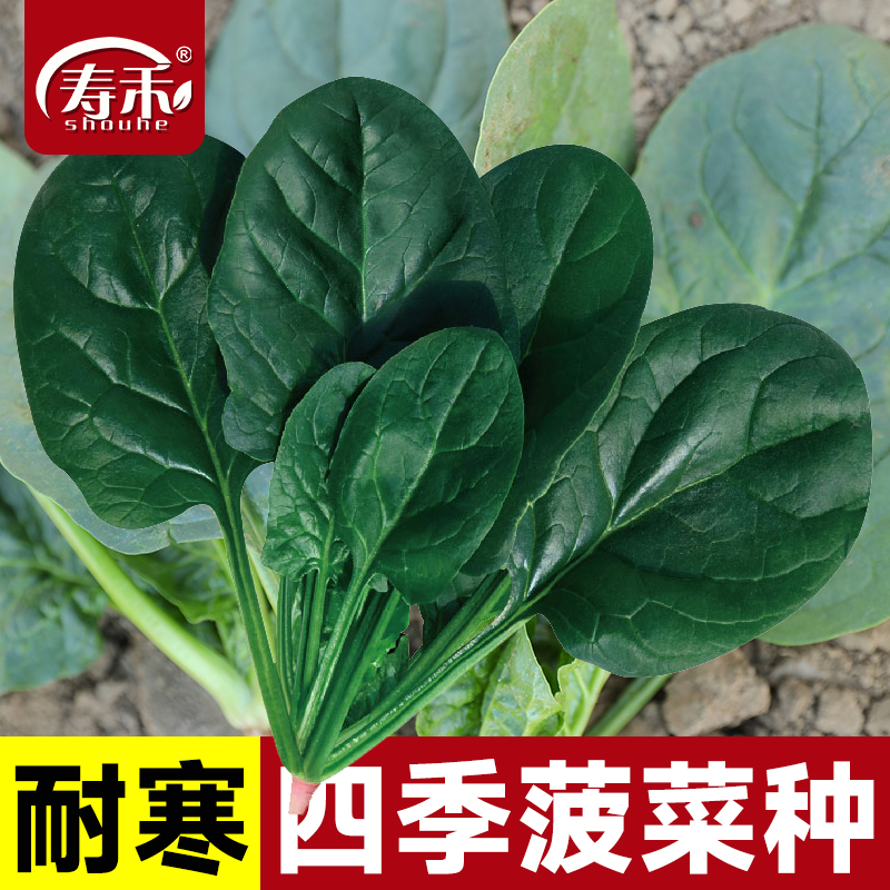 四季红根菠菜种子菜籽根