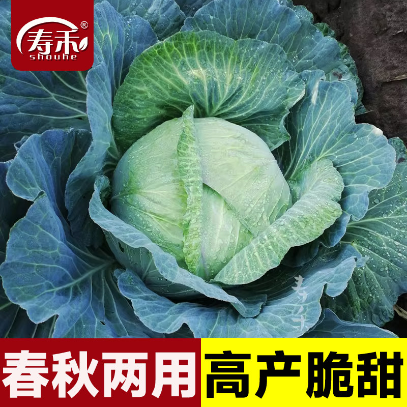 京丰一号包菜甘蓝种子种籽包心菜卷心菜蔬菜孑大包菜大头菜包菜