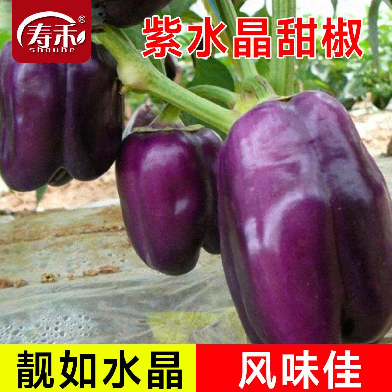五彩紫甜椒寿禾紫水晶甜椒种子