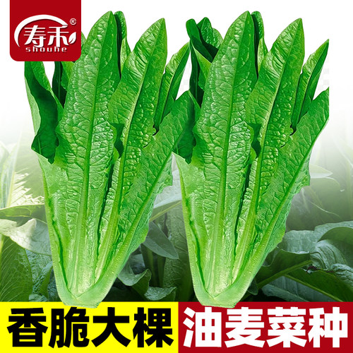 大棵米香油麦菜种子四季播