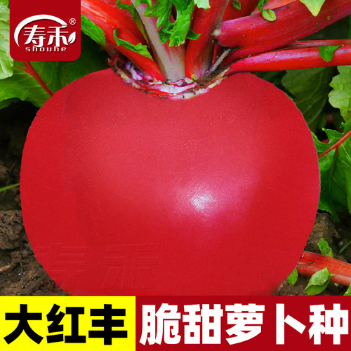 大红萝卜种子东北樱桃四季