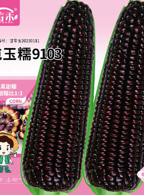 屯玉糯9103黑甜糯玉米种子黑糯玉米种籽白糯水果玉米甜彩孑甜糯粘