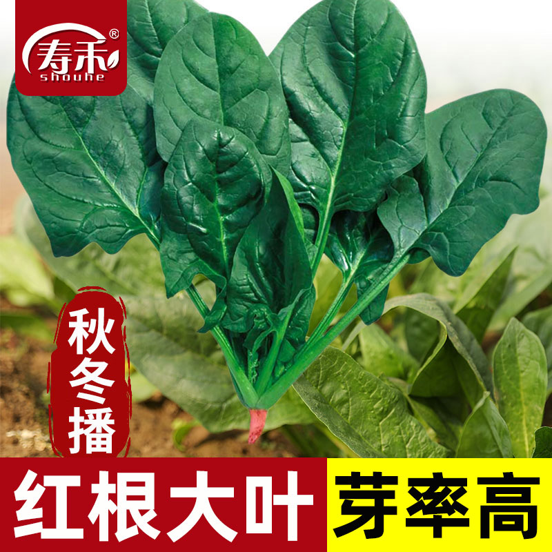 大叶菠菜种子秋季菠菜种子