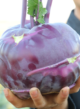 脆嫩紫苤兰种子紫色苤蓝苤蓝翠玉青苤兰孑春秋两季中早熟蔬菜种籽