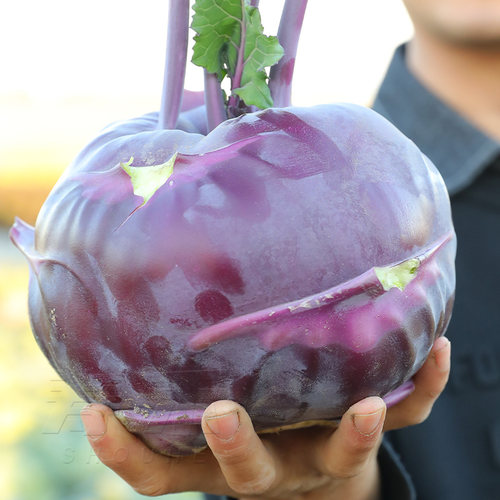 脆嫩紫苤兰种子春秋两节早熟