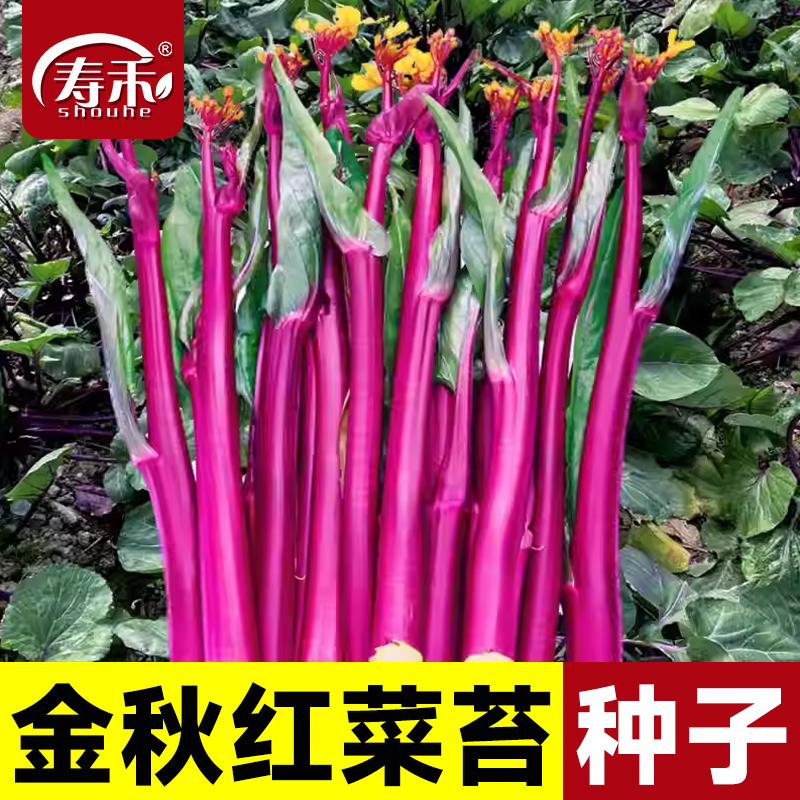 红菜苔种子春季蔬莱秋冬南方