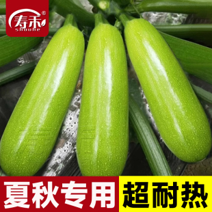 夏季 寿光蔬菜西胡芦种籽孑北瓜 专用西葫芦种子四季 高产耐热秋季
