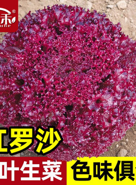 红罗沙紫叶生菜种子种籽孑紫紫色红叶四季播罗莎盆栽蔬菜籽种种菜