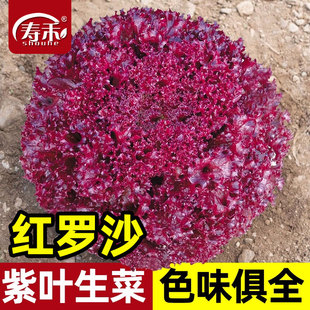 紫叶生菜种子种籽孑紫紫色红叶四季播红罗莎盆栽蔬菜苗籽种种菜