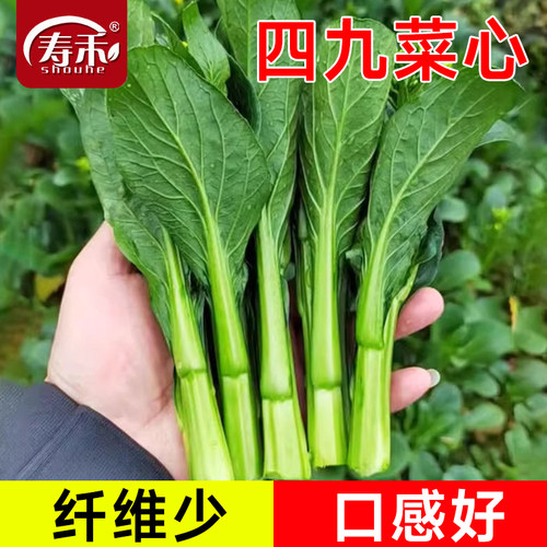 夏季春季广东菜心种子四季增城