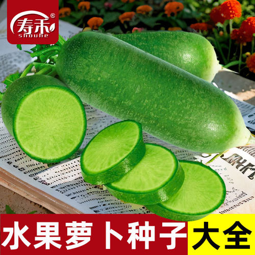 甘翠沙窝水果萝卜种子