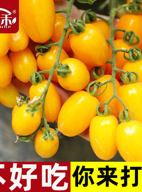 黄色口感型花生千禧小番茄种子种籽孑苗秧圣女果四季果苗秧苗