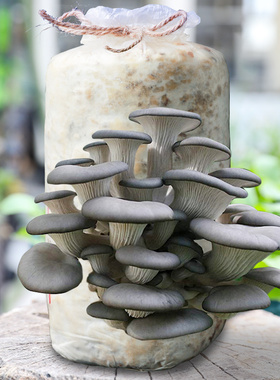 蘑菇种植包家种菌包平菇香菇灵芝磨菇种批发可食用自种金针菇