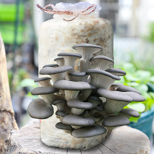 蘑菇种植包家庭灵芝可食用