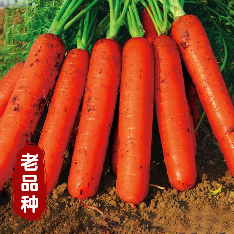 胡萝卜种子蔬菜水果南方