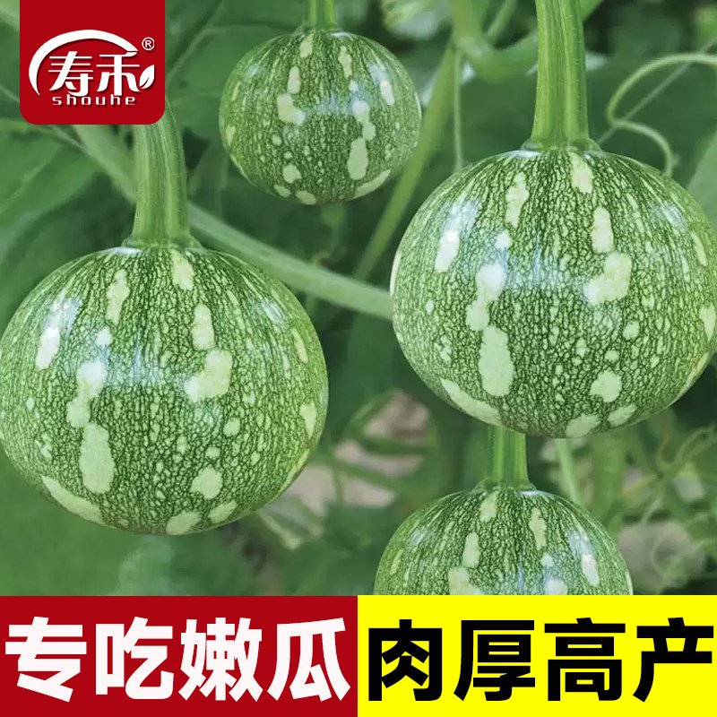 利农嫩南瓜种子嫩食绿皮图片