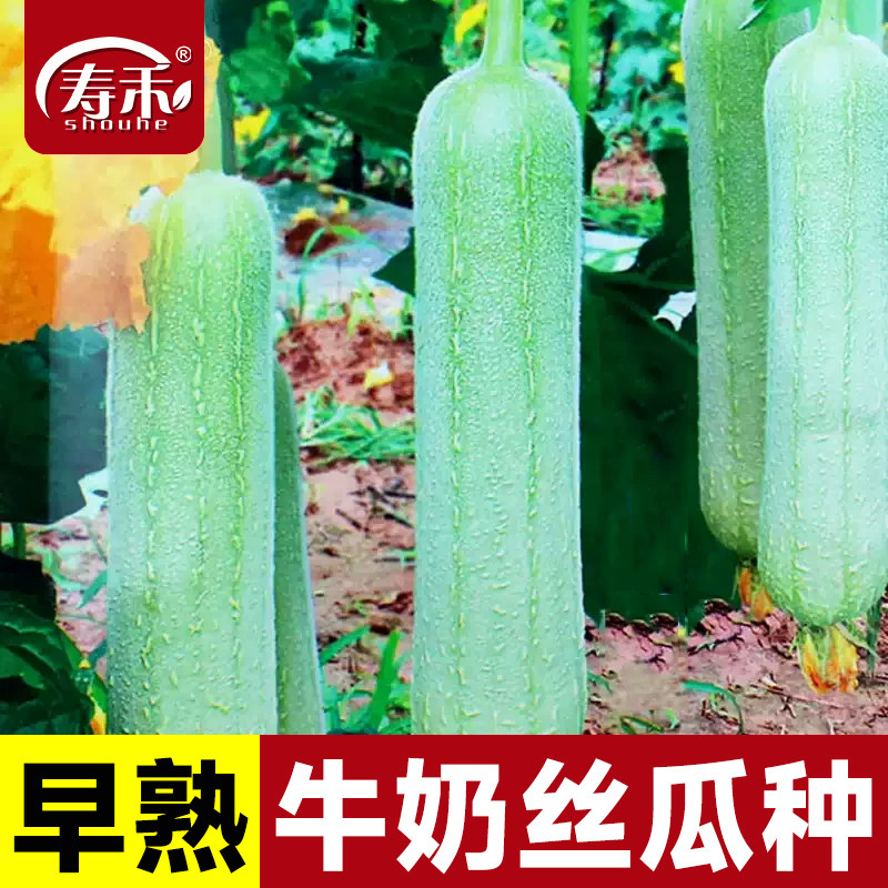 牛奶高产丝瓜种子菜瓜种籽新品种籽种四季子蔬菜菜籽孑菜种水瓜