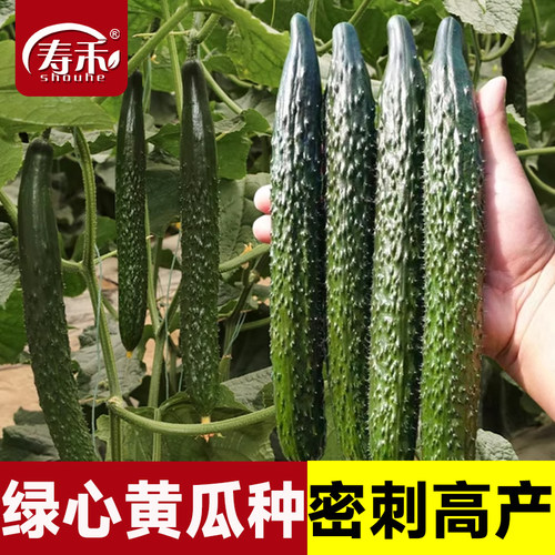 密刺高产黄瓜种子好吃老品种