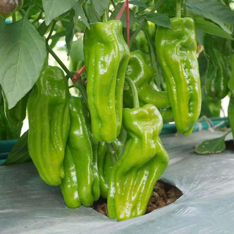 大果薄皮辣椒种子寿禾