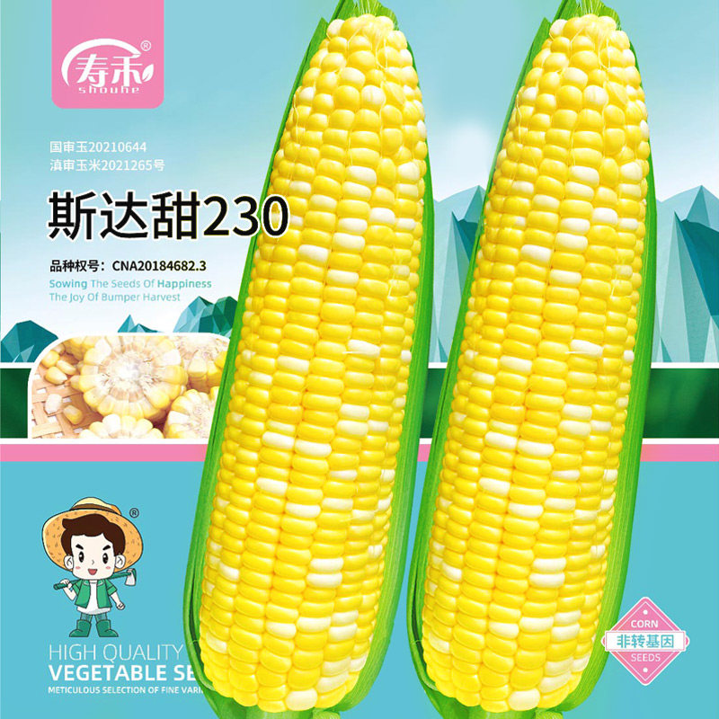 早熟超甜水果玉米种子种籽孑籽种四季香甜北方高产大田甜脆甜玉米