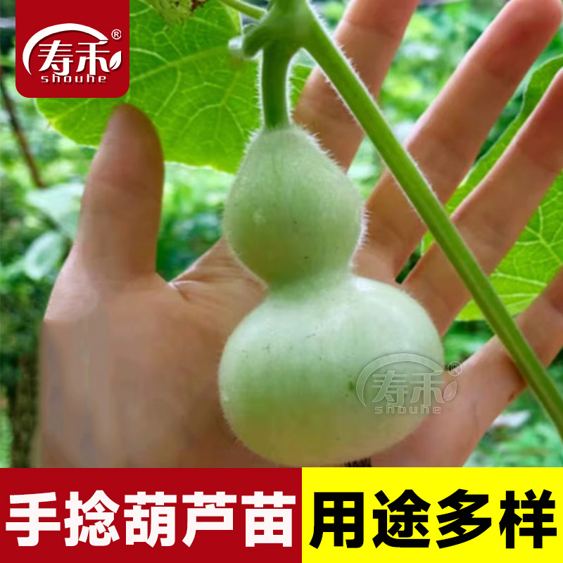 葫芦种子种籽孑子大籽种大全苗秧盆栽绿手捻秧苗食用菜文玩小