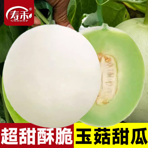 新玉姑甜瓜超甜香瓜种籽