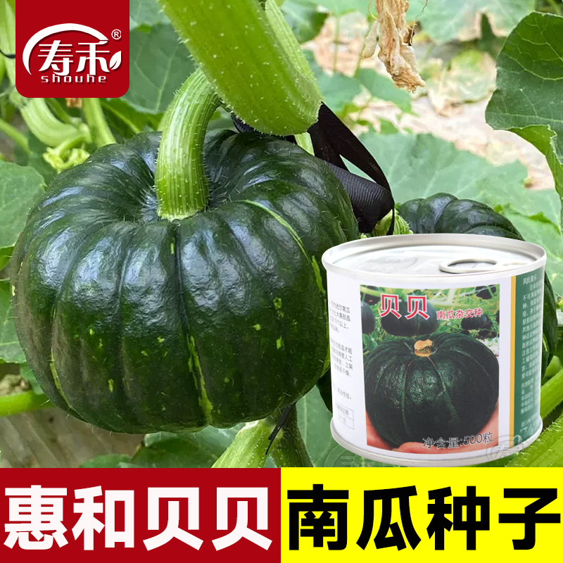 上海日本惠和一号贝贝南瓜种子种籽孑蔬菜板栗小秧苗菜苗正宗籽种