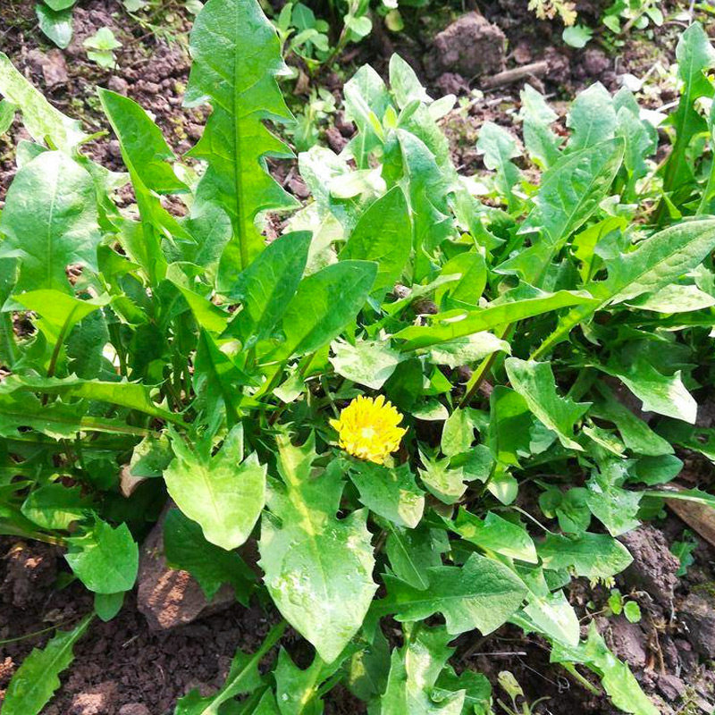 星蒲一号蒲公英种子的种籽苗秧婆婆丁种植药用盆栽籽种菜籽种野菜