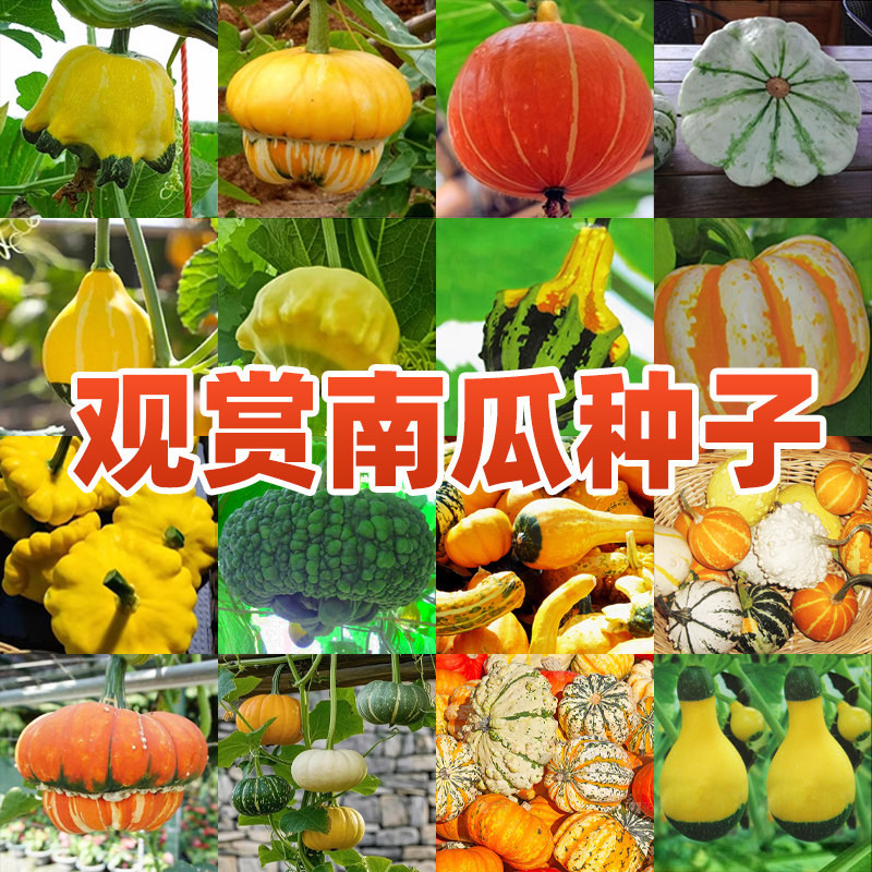 各种迷你观赏网红玩具小南瓜种子种籽巨型瓜鱼翅孑大全子四季瓜种