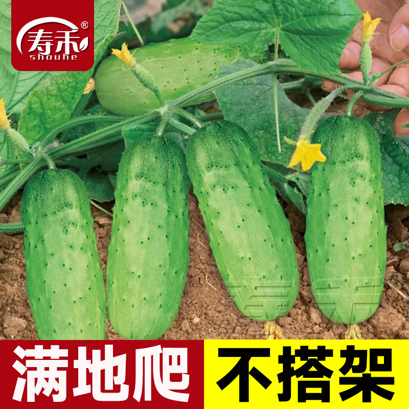 趴地无架黄瓜种子爬满地青瓜种籽孑本地春蔬菜盆栽苗大全籽种水果