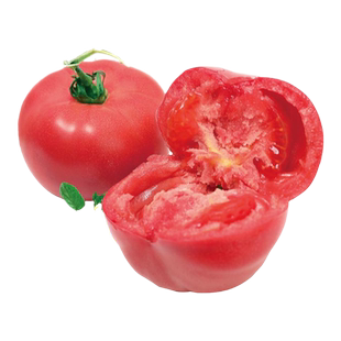 老品种番茄种子种籽蔬菜苗普罗旺斯西红柿苗盆栽孑秧苗蕃茄苗树