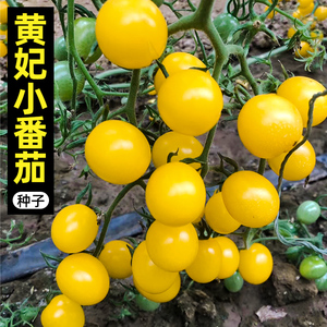 黄妃小番茄种子西红柿种籽阳台四季盆栽蔬菜孑黄色水果圣女果籽种