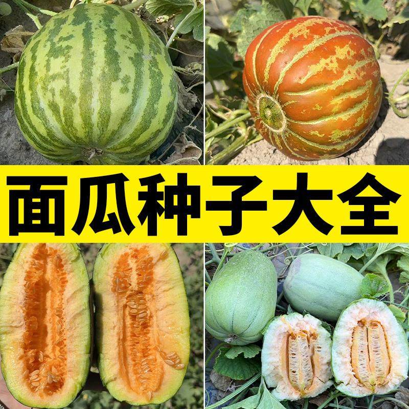 面瓜种子春季庭院青皮羊角蜜寿禾图片