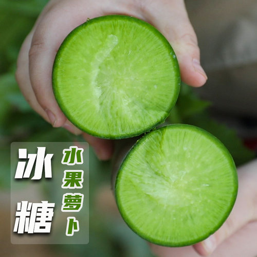 冰糖水果萝卜种子潍坊夏季