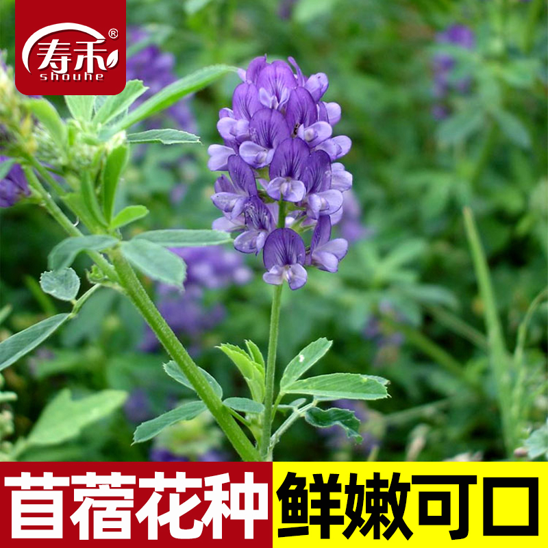 食用苜蓿菜紫花苜蓿种子种籽孑菜籽籽种饲料猪牛喂羊兔多年生牧草