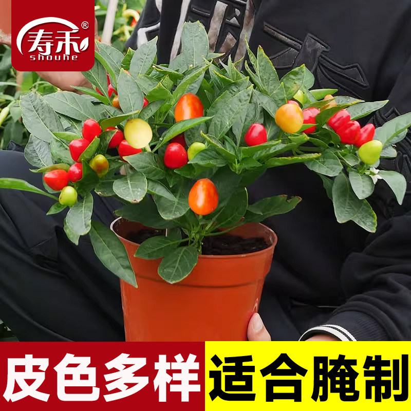 七彩泡椒种子种籽辣椒苗秧彩椒盆栽秧苗蔬菜五彩椒树苗南方菜苗