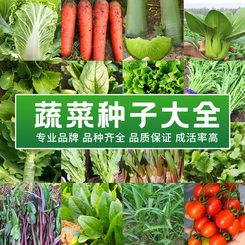 种子种籽大全青菜种籽各种菜子种香菜生菜冬季菠菜孑