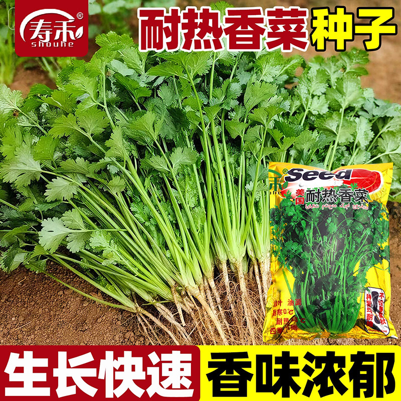 美国耐热香菜种子四季抗热香菜籽种子蔬菜夏季盆栽春季耐高温菜籽