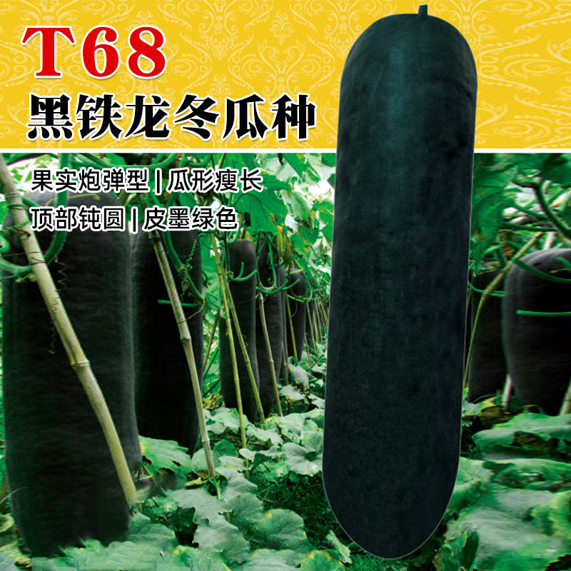 特大巨型黑皮蔬菜孑东瓜黑铁龙黑皮冬瓜种子种籽苗菜苗秧东瓜子种