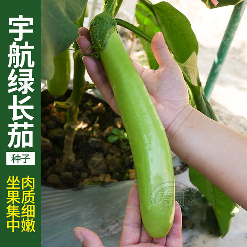 青茄子种籽幼苗蔬菜四季