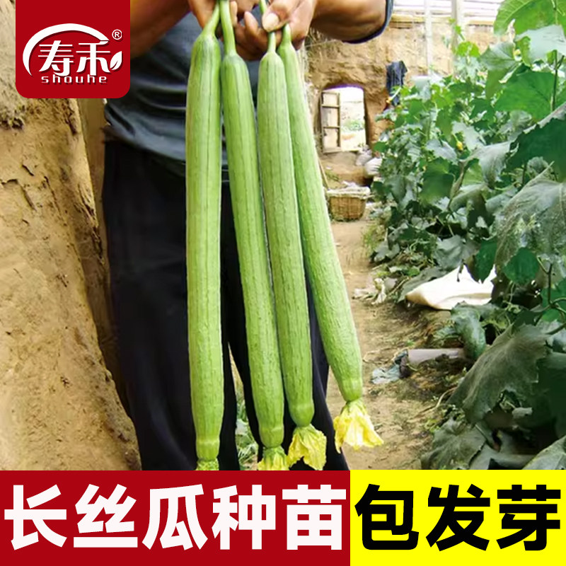 长丝瓜种子种籽子苗带土菜苗蔬菜四季秧丝爪秧苗老品种孑新品种,鲜花速递/花卉仿真/绿植园艺,家庭园艺种子,淘宝优惠券,粉丝福利购,淘宝优惠卷