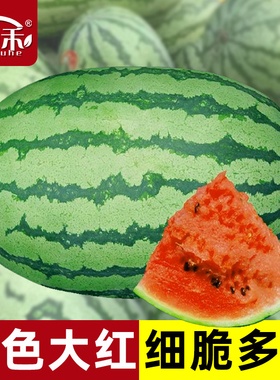 懒汉西瓜种子种籽孑苗秧盆栽8424美都麒麟瓜嫁接秧苗菜苗蔬菜大全