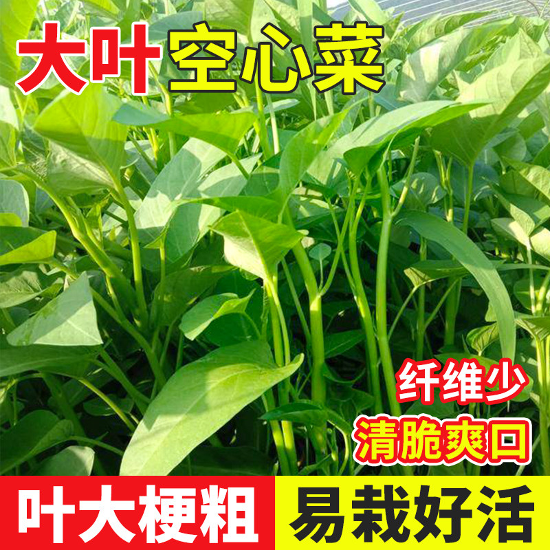 大叶空心菜种子柳叶四季盆栽蔬菜种籽孑水菜籽菜种南方水上籽种,鲜花速递/花卉仿真/绿植园艺,家庭园艺种子,淘宝优惠券,粉丝福利购,淘宝优惠卷
