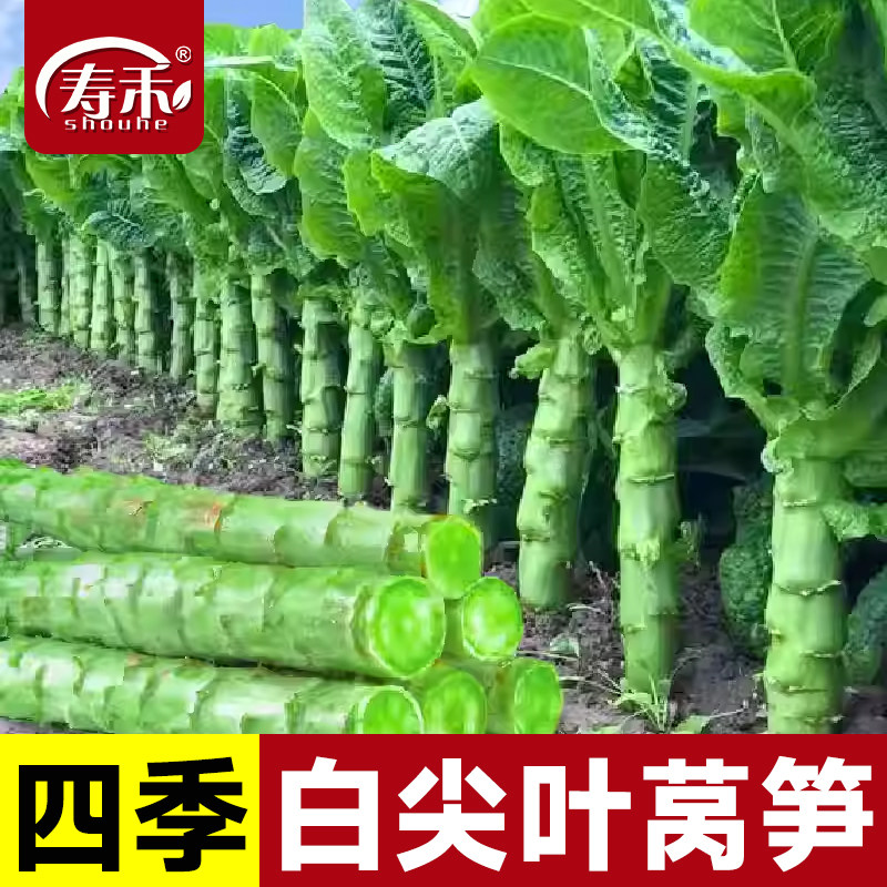 四季莴笋种子种籽孑苗秧青笋红蔬菜秧苗耐热耐寒莴苣菜种香窝笋,鲜花速递/花卉仿真/绿植园艺,家庭园艺种子,淘宝优惠券,粉丝福利购,淘宝优惠卷