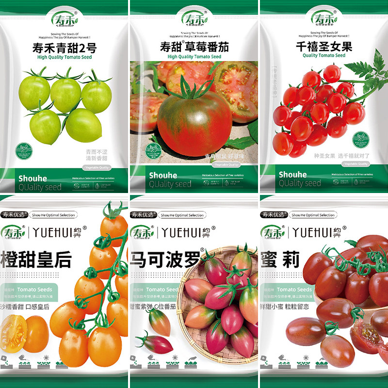 寿禾五彩小番茄种子千禧四季盆栽图片