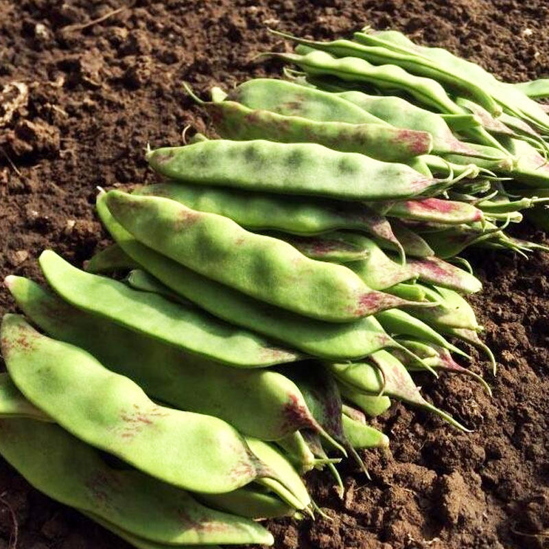 东北油豆角种子种籽一点红架豆黑龙江油豆蔬菜孑籽种四季芸豆大全,鲜花速递/花卉仿真/绿植园艺,家庭园艺种子,淘宝优惠券,粉丝福利购,淘宝优惠卷
